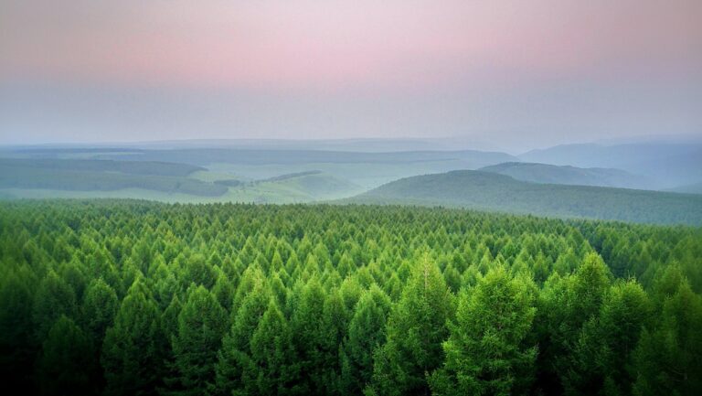 A Sneak-Peek Into a Cool Machine Learning Algorithm: Random Forest!