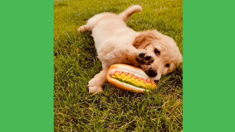 Developing an Automated Q&A Tool with Golden Retriever